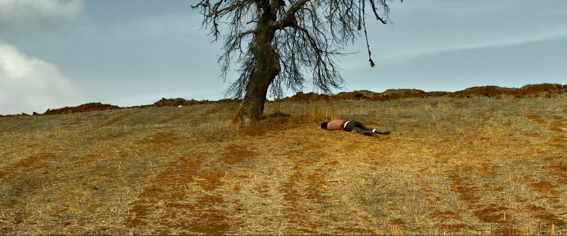 The Wild Pear Tree 2018