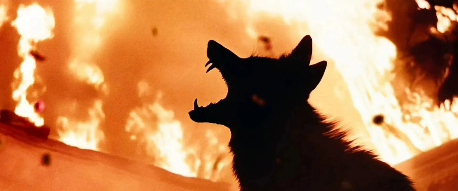 Coyotes 2025